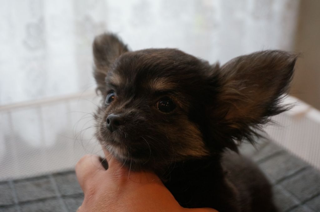 Chiot Chihuahua el mondo de gremlins