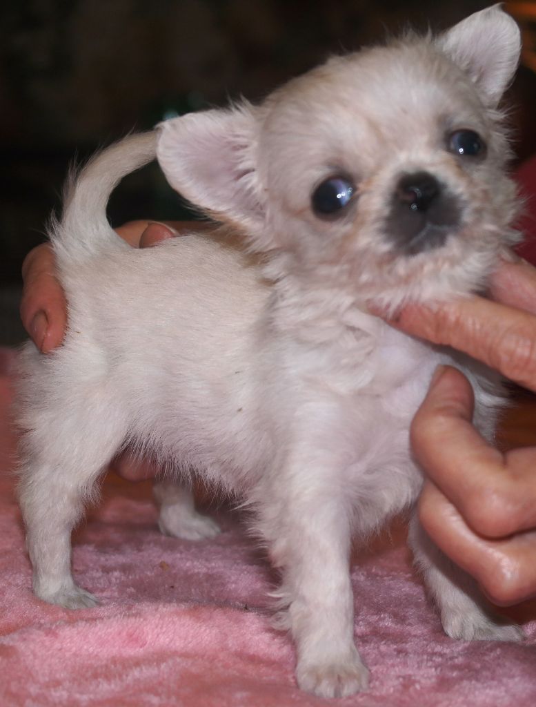 Chiot Chihuahua el mondo de gremlins