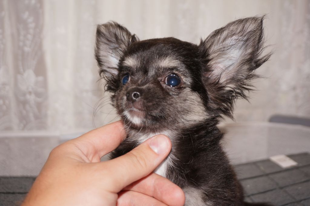 el mondo de gremlins - Chiots disponibles - Chihuahua